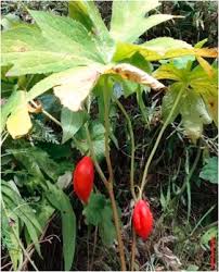 Attēlu rezultāti vaicājumam “Podophyllum hexandrum fruit”