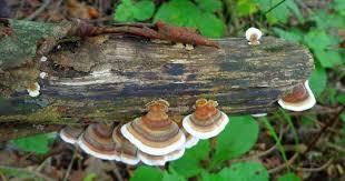 Attēlu rezultāti vaicājumam “Puccinia agrostidis”