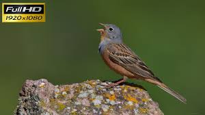 Image result for Emberiza caesia