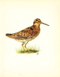 Image result for Lymnocryptes minimus