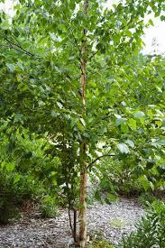 Attēlu rezultāti vaicājumam “Betula papyrifera”