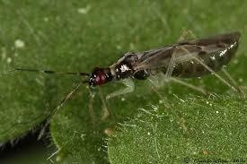 Attēlu rezultāti vaicājumam “Dicyphus nymph”