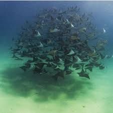 Image result for Mobula munkiana