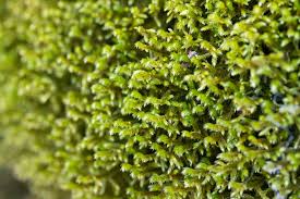 Attēlu rezultāti vaicājumam “Cladopodiella fluitans”