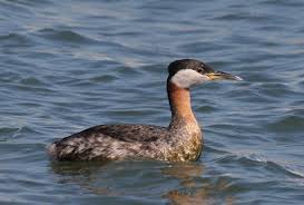 Attēlu rezultāti vaicājumam “Podiceps grisegena”