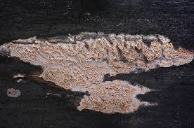 Attēlu rezultāti vaicājumam “Ceriporiopsis aneirina”