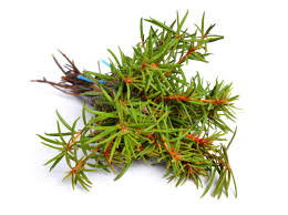 Attēlu rezultāti vaicājumam “Ledum palustre fruit”