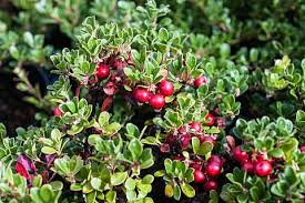Attēlu rezultāti vaicājumam “Arctostaphylos uva-ursi fruit”