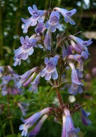 Attēlu rezultāti vaicājumam “Geranium bohemicum”