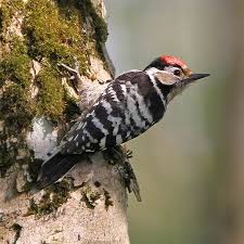 Attēlu rezultāti vaicājumam “Dendrocopos minor”