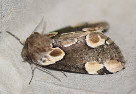 Attēlu rezultāti vaicājumam “Thyatira batis imago”