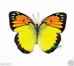 Attēlu rezultāti vaicājumam “Pieridae”