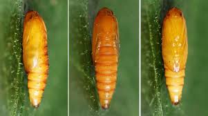 Attēlu rezultāti vaicājumam “Ancylis badiana”