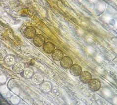 Attēlu rezultāti vaicājumam “Physarum braunianum sessile”