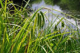 Attēlu rezultāti vaicājumam “Carex pseudocyperus”