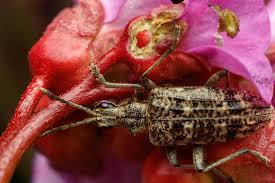 Attēlu rezultāti vaicājumam “Rhagium inquisitor”