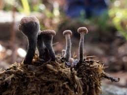 Attēlu rezultāti vaicājumam “Poronia punctata”