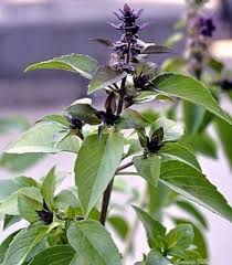 Attēlu rezultāti vaicājumam “Ocimum basilicum flower”