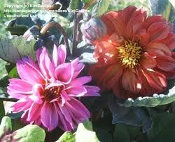 Image result for Dahlia `Red Skin`