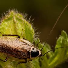 Attēlu rezultāti vaicājumam “Ectobius sylvestris”