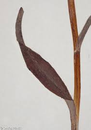 Attēlu rezultāti vaicājumam “Dactylorhiza maculata leaf”