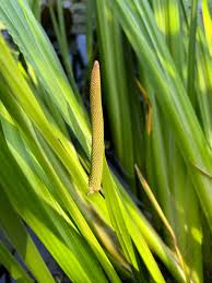 Attēlu rezultāti vaicājumam “Acorus calamus fruit”