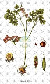 Attēlu rezultāti vaicājumam “Corydalis cava fruit”