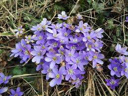 Attēlu rezultāti vaicājumam “Hepatica nobilis”