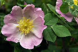 Attēlu rezultāti vaicājumam “Hippophae rhamnoides male flower”