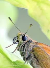 Attēlu rezultāti vaicājumam “Ochlodes sylvanus underside”