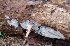 Attēlu rezultāti vaicājumam “Skeletocutis odora”