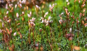 Attēlu rezultāti vaicājumam “Pogonatum nanum”