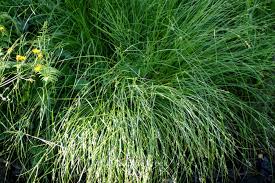 Attēlu rezultāti vaicājumam “Carex remota”