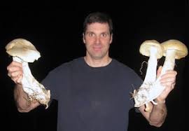 Image result for macrocybe titans