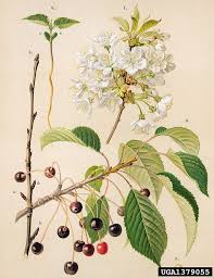 Attēlu rezultāti vaicājumam “Prunus avium flower”