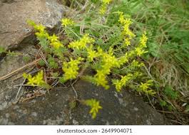 Attēlu rezultāti vaicājumam “Sedum sexangulare flower”