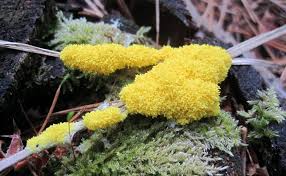 Attēlu rezultāti vaicājumam “Fuligo cinerea macro”