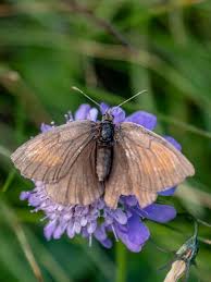 Attēlu rezultāti vaicājumam “Erebia aethiops upperside”