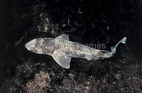 Image result for Cephaloscyllium laticeps
