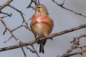 Attēlu rezultāti vaicājumam “Carduelis cannabina”