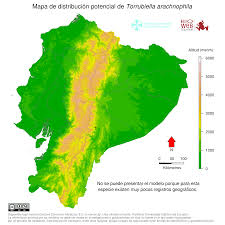 Attēlu rezultāti vaicājumam “Torrubiella arachnophila”