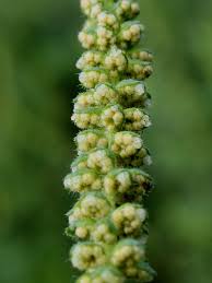 Attēlu rezultāti vaicājumam “Ambrosia artemisiifolia”