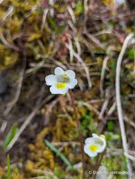 Attēlu rezultāti vaicājumam “Pinguicula alpina”