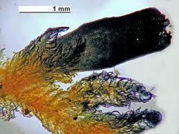 Attēlu rezultāti vaicājumam “Ptilidium pulcherrimum”