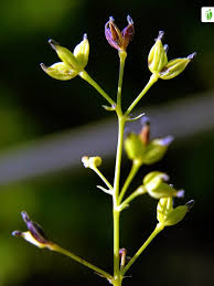 Attēlu rezultāti vaicājumam “Thalictrum flavum bud”