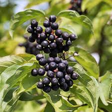 Attēlu rezultāti vaicājumam “Cornus sanguinea fruit”