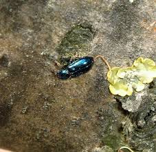 Attēlu rezultāti vaicājumam “Necrobia violacea”