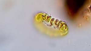 Attēlu rezultāti vaicājumam “Symphytocarpus trechisporus sessile”