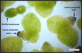 Attēlu rezultāti vaicājumam “Lemnaceae”