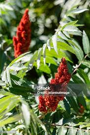 Attēlu rezultāti vaicājumam “Rhus typhina flower”